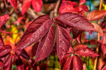 Girlish Grapes Leaves Red