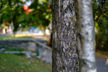 beautiful birch tree trunks, branches and leaves in natural environment