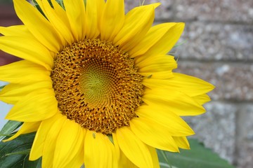 Obraz premium BEAUTIFUL SUNFLOWER BLOOM