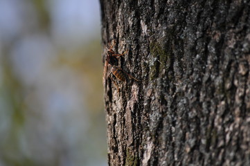 セグロアシナガバチ（渡良瀬遊水地）