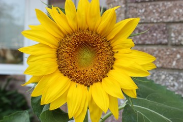 Naklejka premium BEAUTIFUL SUNFLOWER BLOOM