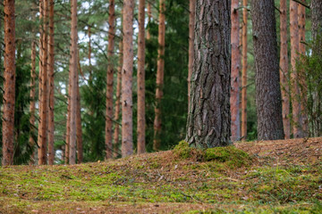 evergreen forest with spruce and pine tree under branches