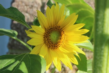 BEAUTIFUL SUNFLOWER BLOOM