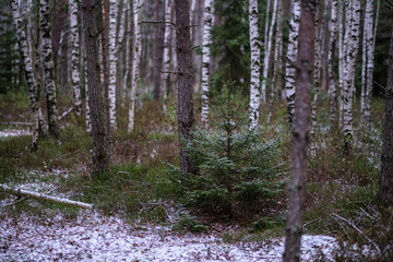 swamp landscape view with dry distant trees and first snow