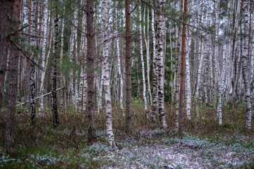 swamp landscape view with dry distant trees and first snow