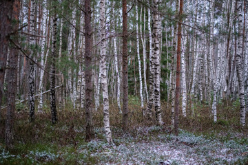 swamp landscape view with dry distant trees and first snow