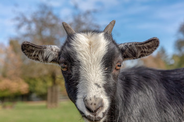 Goat head portrait in a Bavarian Wildlife Reserve