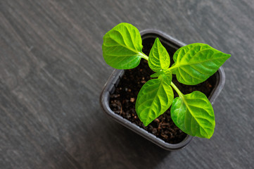 aplings of plants. Organic farming.