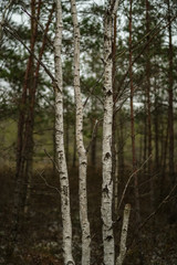 beautiful birch tree trunks, branches and leaves in natural environment