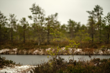 swamp landscape view with dry pine trees, reflections in water and first snow