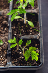 aplings of plants. Organic farming.