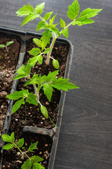 aplings of plants. Organic farming.