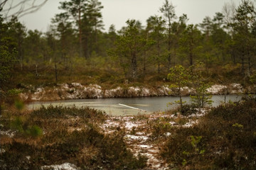 Fototapeta na wymiar swamp landscape view with dry distant trees and first snow