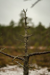 swamp landscape view with dry distant trees and first snow