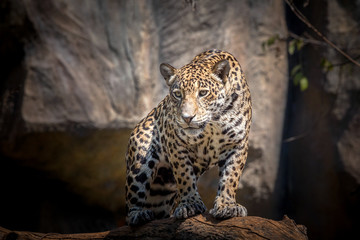 Jaguar staring © apple2499