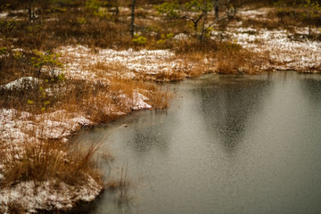 swamp landscape view with dry pine trees, reflections in water and first snow