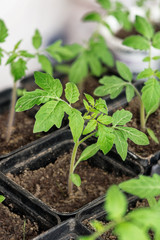 aplings of plants. Organic farming.