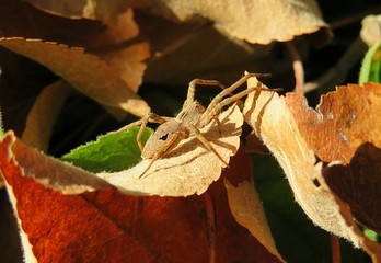 Nursery spider on yellow leaf in autumn garden, closeup © natalya2015