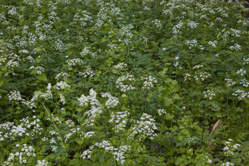 white flowers in the garden