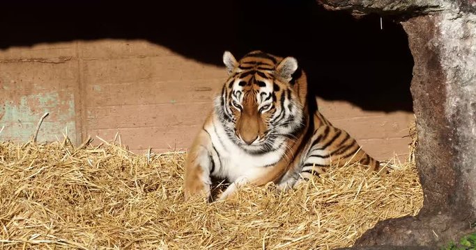 Tiger -  Panthera tigris