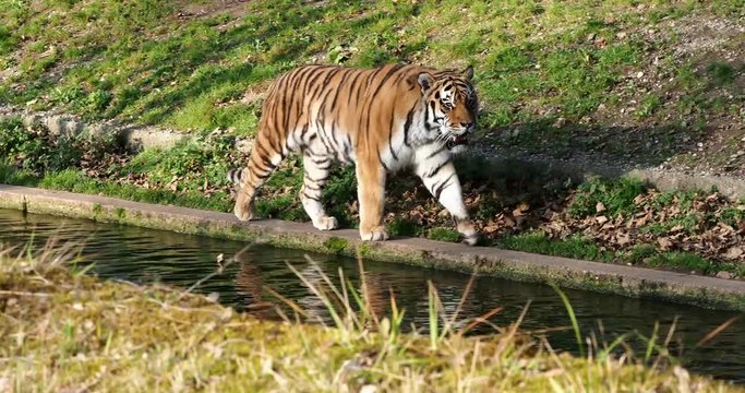 Tiger -  Panthera tigris