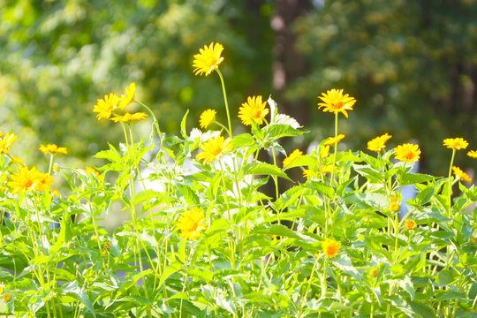 Beautiful, blurred summer background, soft focus. Elegant, delicate, yellow flowers with green leaves and stems. The concept of a blossoming glade in the open air. Horizontal image. Selective focus