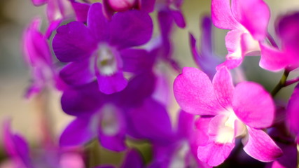 Fototapeta na wymiar beautiful purple orchid flowers
