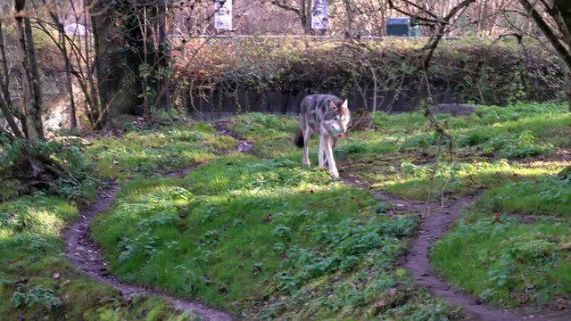Europ&auml;ischer Wolf -  Canis lupus