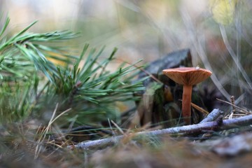 Grzyb w lesie © Michał Kiełpiński