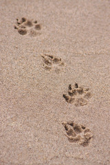 Auf Hundepfotenspurensuche im Sand am Strand