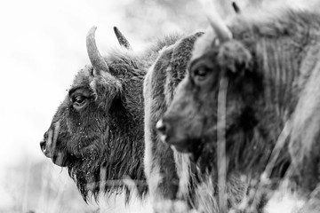 Bison bonasus - European bison - black and white © Vera Kuttelvaserova