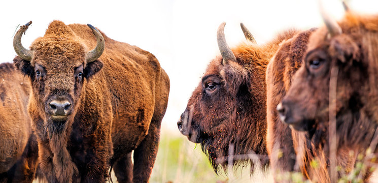 Bison bonasus - European bison - on white background