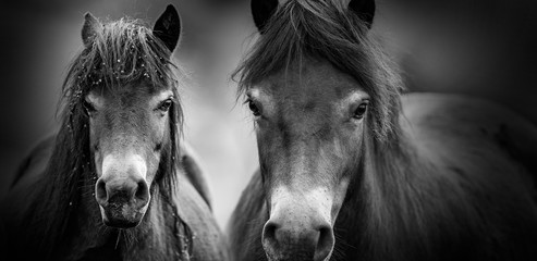 exmoor ponies close up