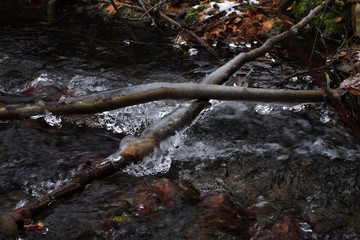 Äste mit Eis über winterlichem Fluss