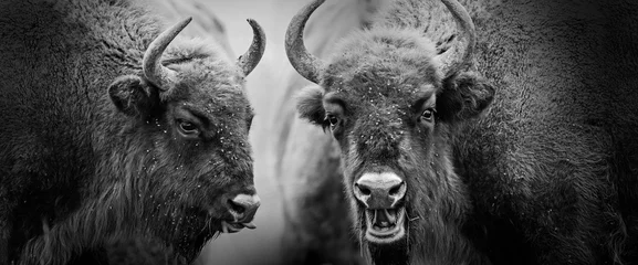 Papier Peint photo Lavable Bison european bisons close up
