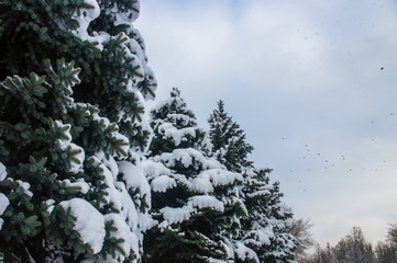 Green fluffy fir tree in the snow