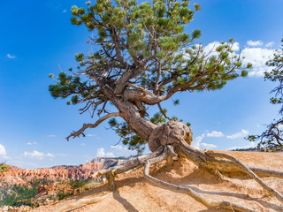 beautiful landscape in Bryce Canyon with magnificent Stone formation