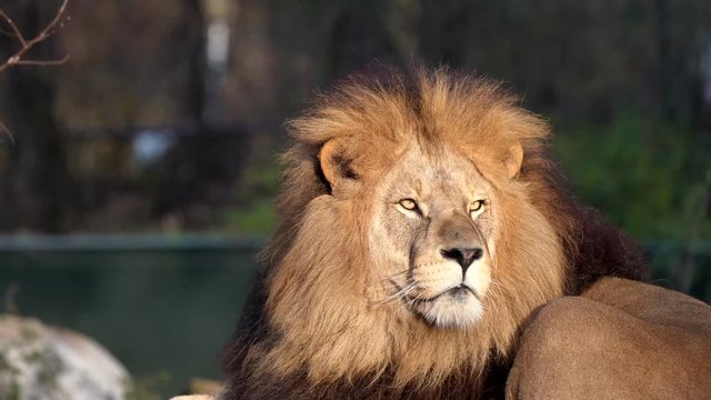 Löwe -  Panthera leo