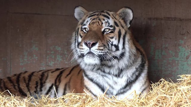 Tiger -  Panthera tigris