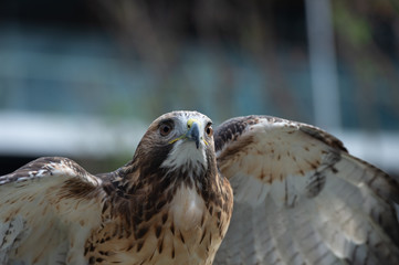 The isolated portrait of hawk