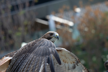 The isolated portrait of hawk