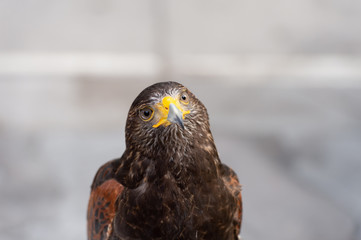 The hawk straight face expression of eye