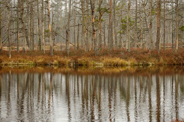Fototapeta premium swamp landscape view with dry pine trees, reflections in water and first snow