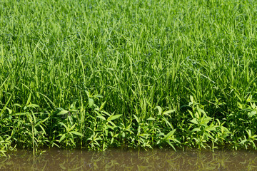 Rice sprouts in the rice field