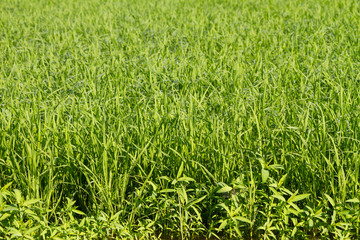Background of a green grass. Green grass texture