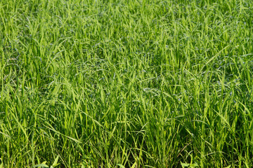 Green grass field with drops of morning
