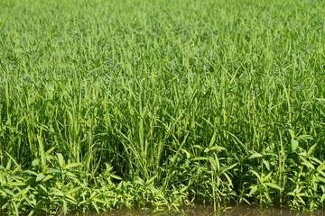 beautiful green field in country