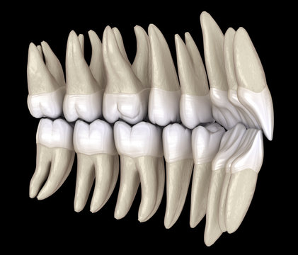 Healthy human teeth with normal occlusion from inside view. 3D Illustration