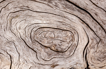 Holz