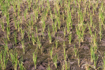 Green paddy rice seedlings and dryland